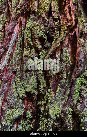 Texture asset of Redwood tree bark thick with moss Stock Photo