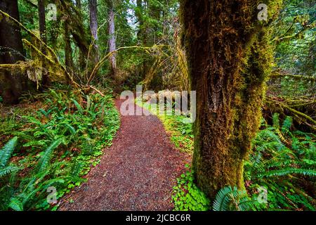 Simple hiking trail through forest with detail of trunk covered in moss Stock Photo