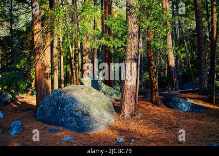 Pine tree forest with large boulders and ground covered in pine needles Stock Photo