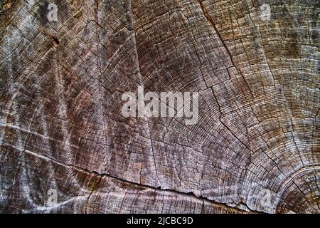 Texture detail of Redwood tree rings for centuries Stock Photo
