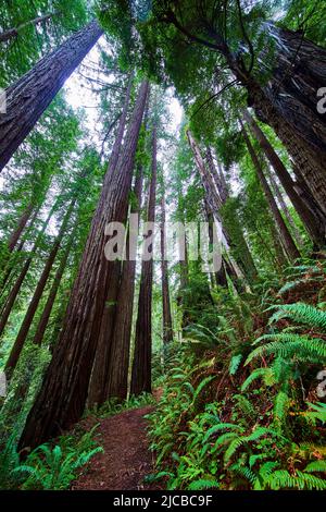 Trail through ancient Redwood forest trees going up endlessly Stock Photo