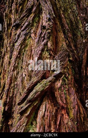 Texture asset of ancient Redwood tree with thick bark Stock Photo
