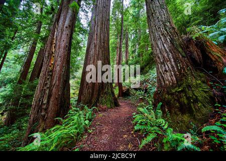 Stunning large Redwood trees on hiking trail in forest Stock Photo