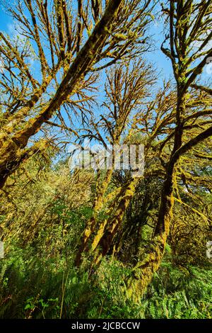 Moss fully covering tree branches in lush forest Stock Photo