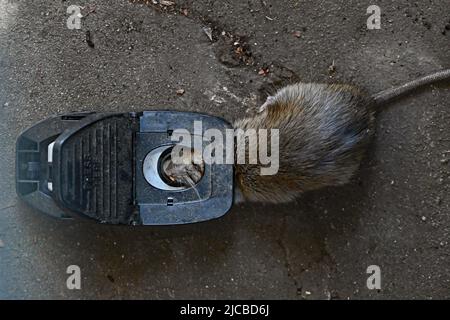 A  California Mouse in a Mouse Trap Stock Photo