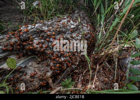 An aggregation of convergent lady beetle (Hippodamia convergens), the ...