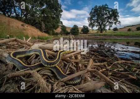 Diablo Range Gartersnake (Thamnophis atratus zaxanthus). The snake is near a pond in the San Francisco bay region of California, USA. Stock Photo