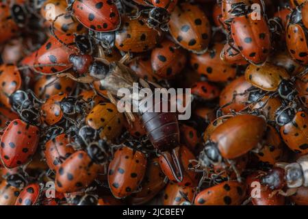 A european earwig (Forficula auricularia) on top of an aggregation of  convergent lady beetle (Hippodamia convergens), the ladybugs gather together. Stock Photo