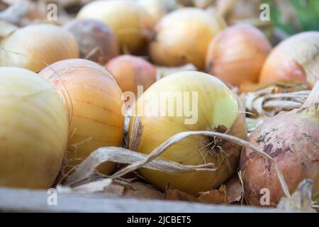 many onions lying on a pile harvest vegetables Stock Photo