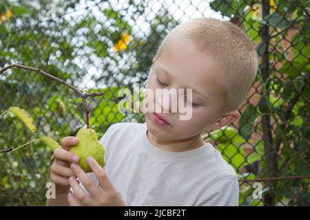 Boy holding a branch with pears and views Stock Photo