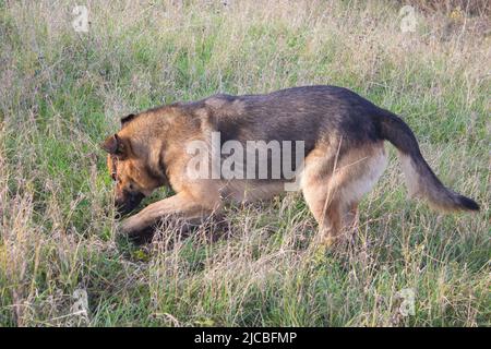 dog begins to digging in the grass Stock Photo