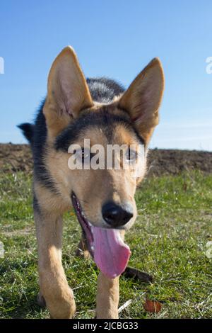 Happy Dog with Tongue Out and Head at the camera Stock Photo