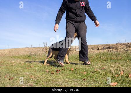 German shepherd biting the leg of his master Stock Photo