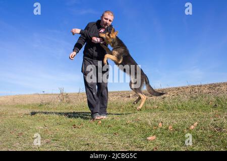 German Shepherd jumping to attack trainer wearing body bite Stock Photo