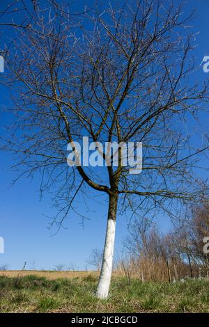 spring tree fruit treated with lime white against the sky blue Stock Photo