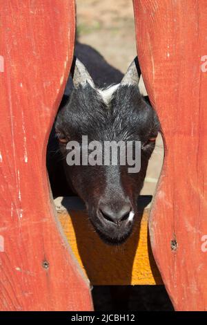 Farm goats and one curious young goat looking through fence sliding head Stock Photo