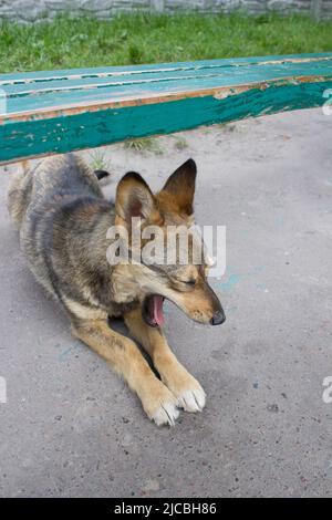 mongrel dog yawning during a bench in the street Stock Photo
