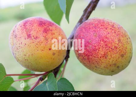two apricots on a branch among the leaves Stock Photo