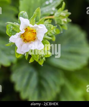 Flower and buds of strawberry with dew drops on an organic farm Stock Photo