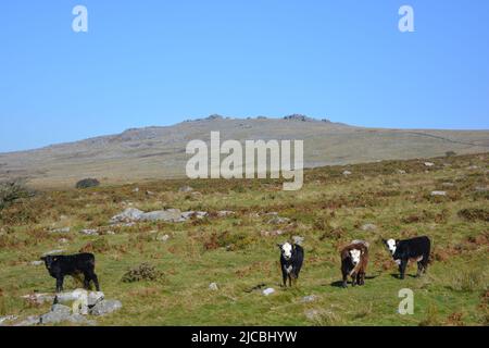 View with cows roaming free in a green field with the atlantic ocean on ...