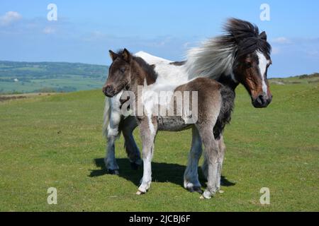 Dartmoor Pony and foal on Whitchurch Common in Dartmoor National Park, Devon, England Stock Photo