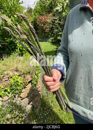 Woman in garden holding bunch of homegrown organic purple and green asparagus spears Stock Photo