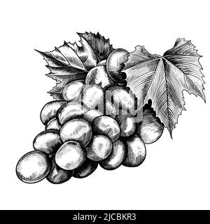 Ripe bunch of grapes in engraving technique close-up. Juicy Berries juicy hand drawn illustration. Stock Photo