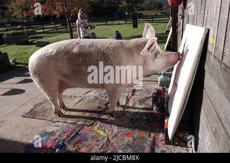 Franschhoek South Africa 30th May 2022 Pigcasso A Painting Pig franschhoek-south-africa-30th-may-2022-pigcasso-a-painting-pig
