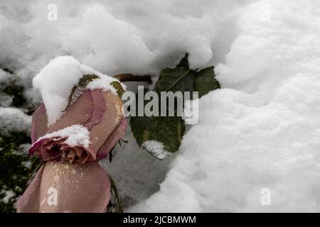 Wilted rosebuds under the snow in the winter park. Close-up, selective focus. Stock Photo