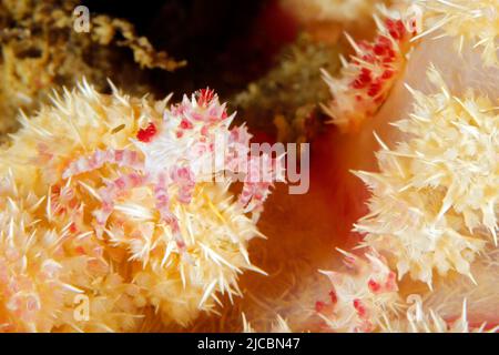 Candy Crab (Hoplophrys oatesi, aka Soft Coral Crab) on a Coral. Triton Bay, West Papua, Indonesia Stock Photo