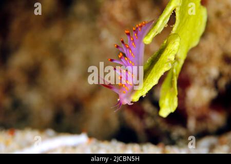 Trinchesia sibogae Nudibranch on a Piece of Coral, Triton Bay. West Papua, Indonesia Stock Photo