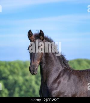 Cute 3 month old foal, male barock black, warmblood horse baroque type, standing in a meadow and its ears are pricked forward, head portrait, Germany Stock Photo