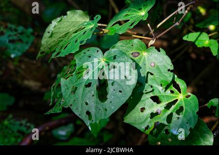 The looper caterpillar Cleora scriptaria, causes the holes that cover these kawakawa leaves Stock Photo
