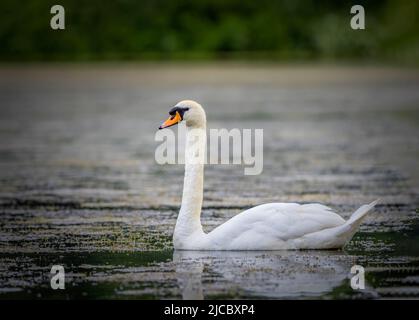 A solitary Mute Swan (Cygnus olor) gracefully paddling on a lake in Stanley Park, Blackpool, Lancashire, UK Stock Photo