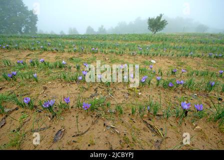 Saffron field (Crocus sativus), Città della Pieve, Umbria, Italy Stock Photo