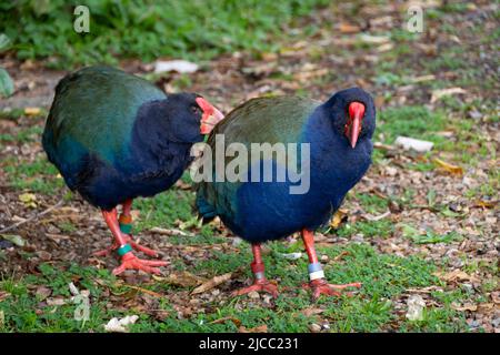 A pair of takahe, an endangered flightless bird native to New Zealand, at Zealandia, Wellington, North Island, New Zealand Stock Photo