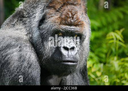 King kong gorilla hi-res stock photography and images - Alamy