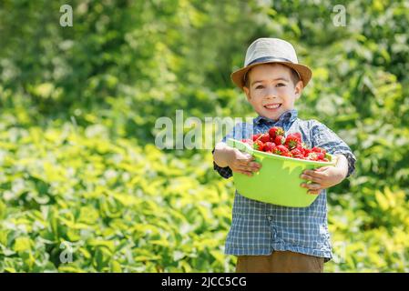 funny child boy holding big bowl full of strawberries on the garden Stock Photo