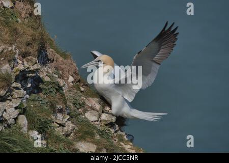 Northern Gannet perched on Bempton cliffs. Stock Photo
