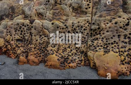 Colorful rocks with holes from drilling shellfish on the shores of the Pacific Ocean in Olympic National Park, Washington, USA Stock Photo