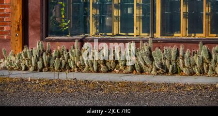 AREGON, USA - MAY 02, 2018: - Blooming prickly pear cacti in the interior of a house in Oregon, USA Stock Photo