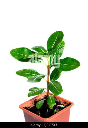 Bush Catharanthus in a flower pot on a white background. close-up Stock Photo