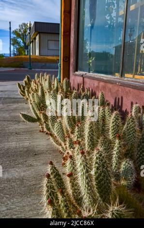 AREGON, USA - MAY 02, 2018: - Blooming prickly pear cacti in the interior of a house in Oregon, USA Stock Photo