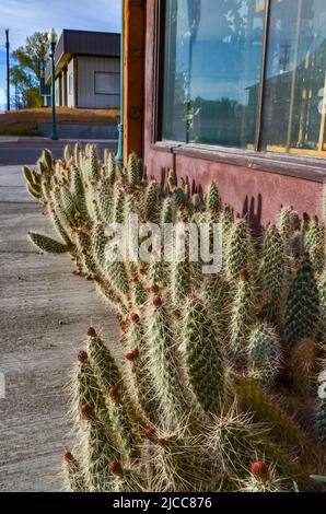 AREGON, USA - MAY 02, 2018: - Blooming prickly pear cacti in the interior of a house in Oregon, USA Stock Photo