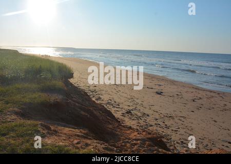 Wind damaged trees on Cavendish Beach, PEI Stock Photo