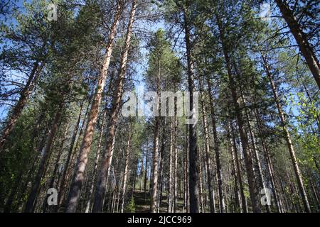 FILED - 08 June 2022, Sweden, Luleå: Trees in the north of Sweden. Photo: Steffen Trumpf/dpa Stock Photo