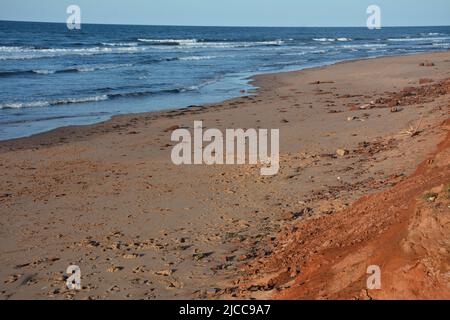 Wind damaged trees on Cavendish Beach, PEI Stock Photo