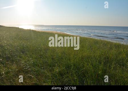 Wind damaged trees on Cavendish Beach, PEI Stock Photo