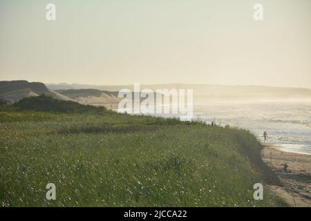 Wind damaged trees on Cavendish Beach, PEI Stock Photo