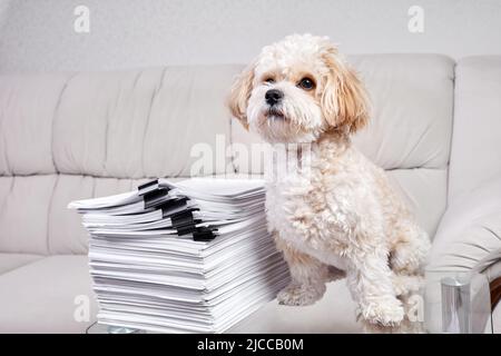 Maltipoo Puppy sits near a stack of office papers fastened with black binders Stock Photo